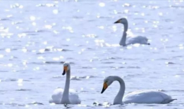 白天鹅视频,自然之美与和谐共生